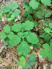 Erysiphe macleayae
