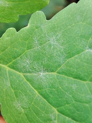 Erysiphe macleayae
