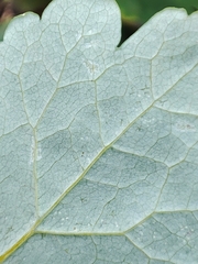 Erysiphe macleayae