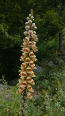 Digitalis ferruginea