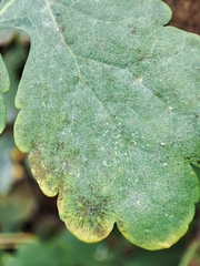 Erysiphe macleayae
