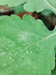 Erysiphe macleayae