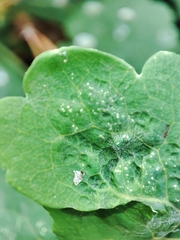 Erysiphe macleayae