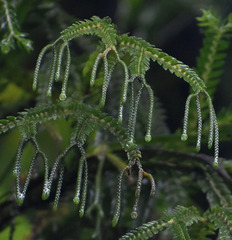 Phlegmariurus phlegmarioides