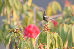 Periparus rubidiventris