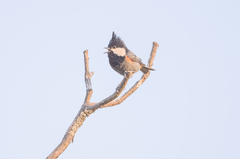 Periparus rubidiventris