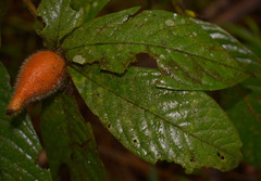 Atractocarpus hirtus