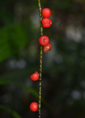 Linospadix microcaryus