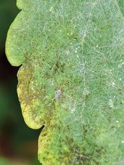 Erysiphe macleayae