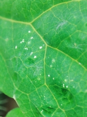 Erysiphe macleayae
