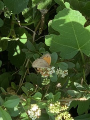 Coenonympha pamphilus