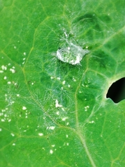Erysiphe macleayae