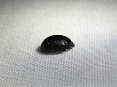 Nosodendron unicolor