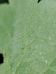 Erysiphe macleayae