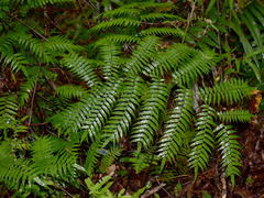 Cyathea rebeccae