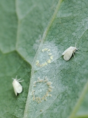 Aleyrodes proletella