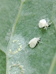 Aleyrodes proletella