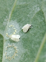 Aleyrodes proletella