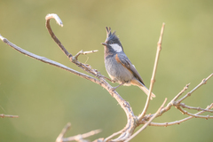 Periparus rubidiventris