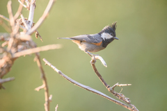 Periparus rubidiventris