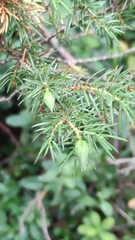 Oligotrophus juniperinus