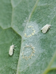 Aleyrodes proletella