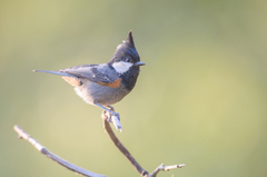 Periparus rubidiventris