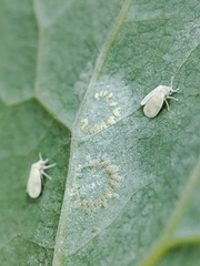 Aleyrodes proletella