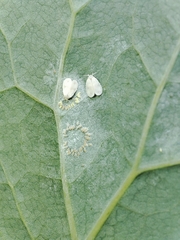 Aleyrodes proletella