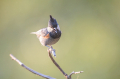 Periparus rubidiventris