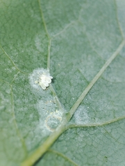 Aleyrodes proletella