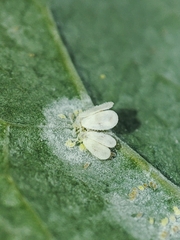 Aleyrodes proletella
