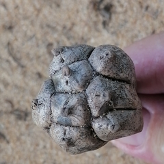 Callitris rhomboidea