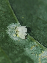 Aleyrodes proletella