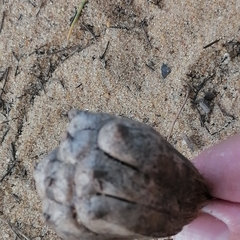 Callitris rhomboidea