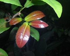 Ochna serrulata
