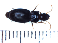 Harpalus latus