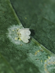 Aleyrodes proletella