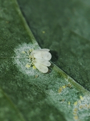 Aleyrodes proletella