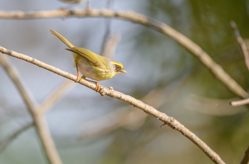 Black-faced Warbler (Abroscopus schisticeps), photo 10