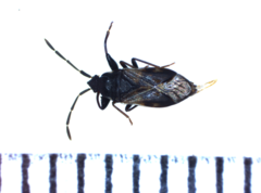 Taphropeltus contractus