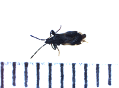 Taphropeltus contractus