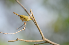 Abroscopus schisticeps