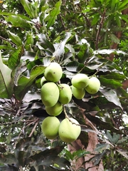 Mangifera indica
