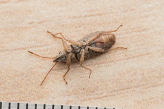 Orsillus maculatus