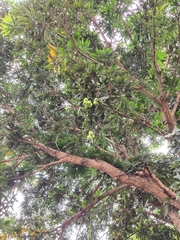 Mangifera indica