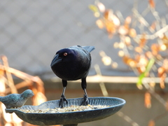 Molothrus oryzivorus