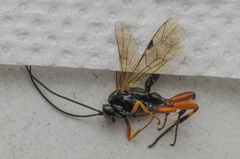 Pimpla spuria