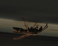Ancistrocerus antilope