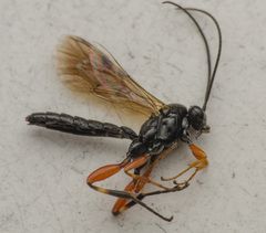 Pimpla spuria